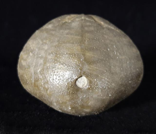 Micraster brevis DESOR in AGASSIZ & DESOR 1847 - Bild © FossNet FossilienStore